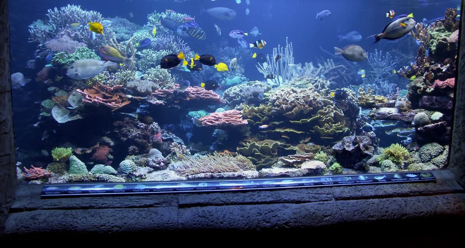 A wide reef aquarium filled with colourful coral and marine fish.