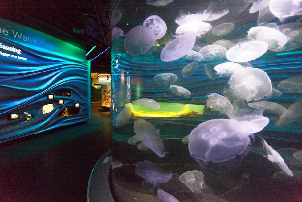 A blue-lit jellyfish exhibit from Tenji’s aquarium portfolio.
