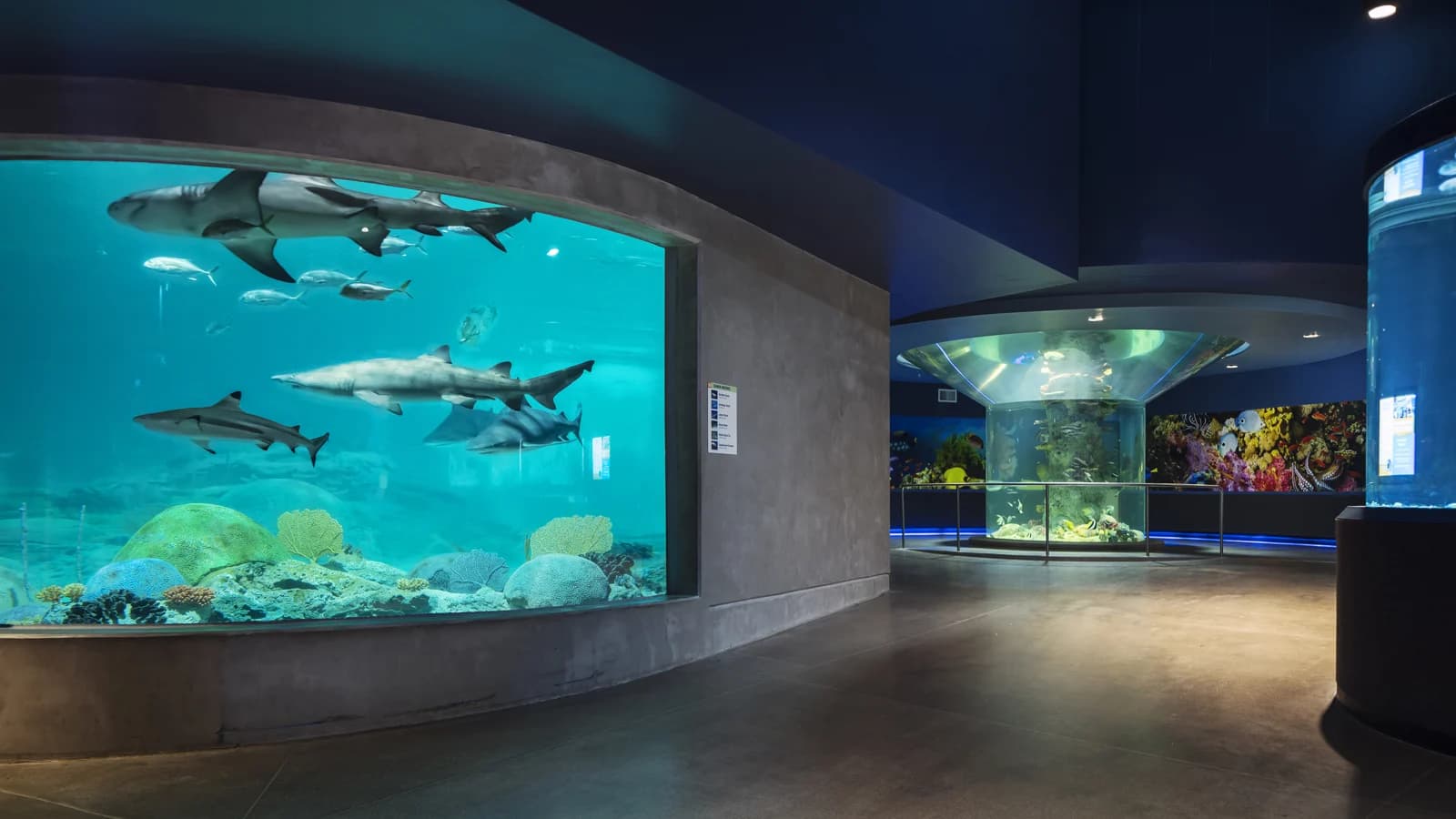 Sharks swim past a curved viewing window at OdySea Aquarium.