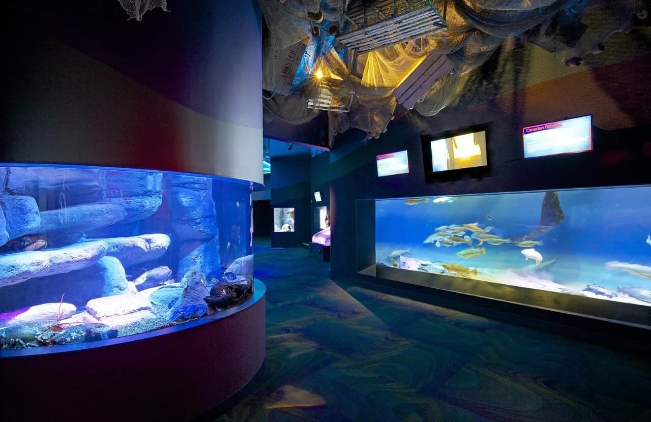 Illuminated aquatic exhibits inside Ripley’s Aquarium of Canada.