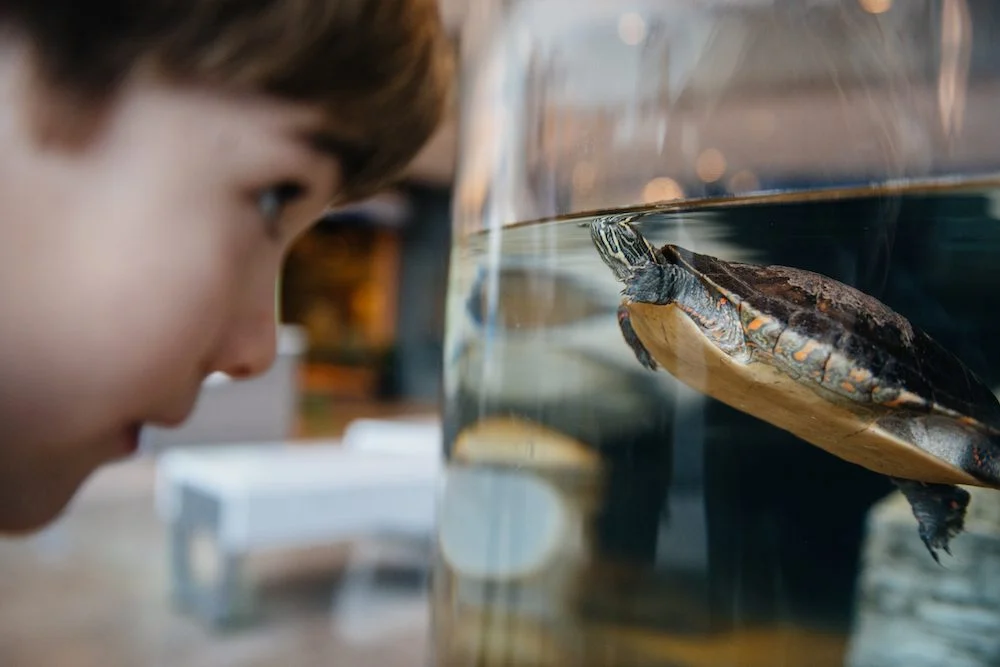 A visitor watches a turtle through an exhibit window at the Museum of Science, Boston.