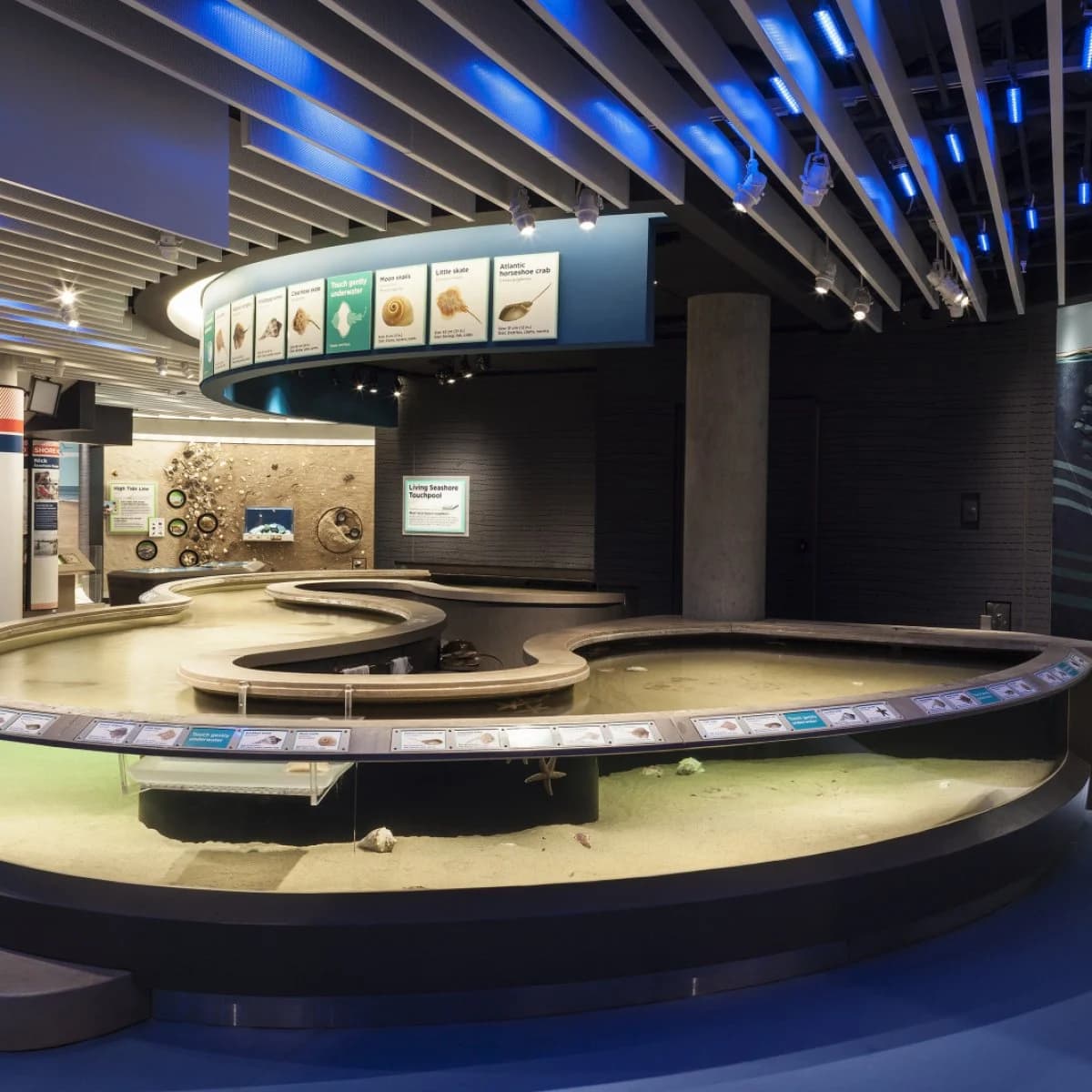 Curved touch pools and interpretation displays in the National Aquarium’s Living Seashore gallery.